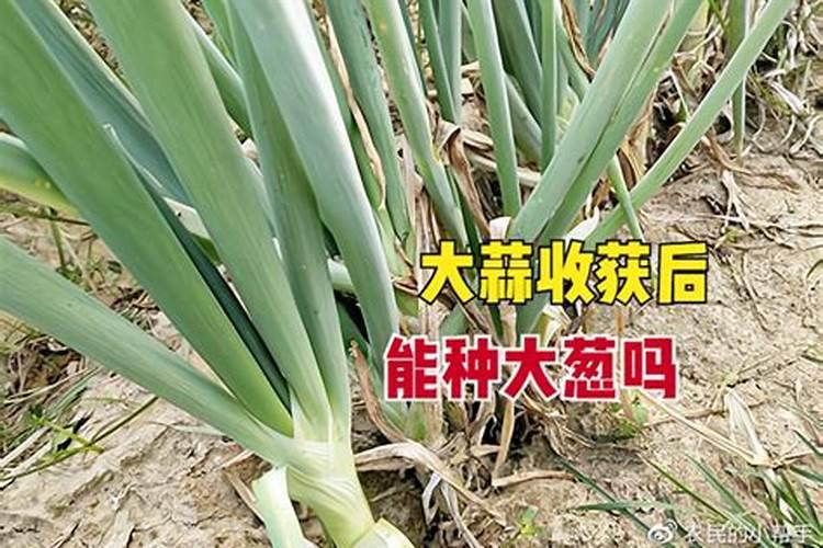 大蒜施什么肥料最好