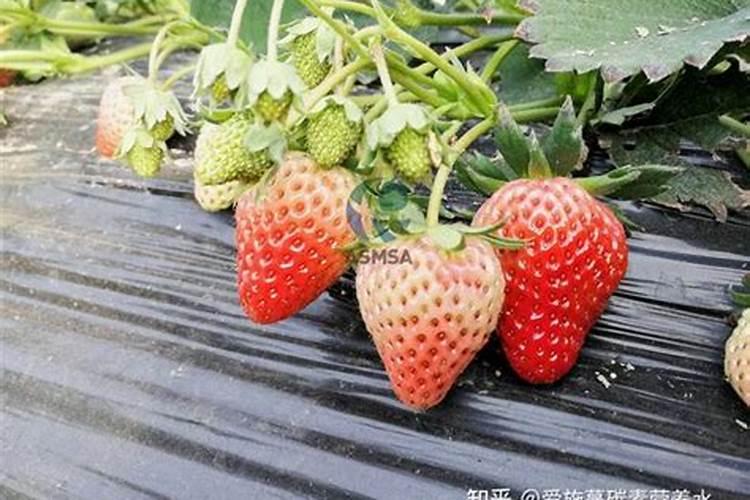 糖醇钙给葡萄上肥是什么作用