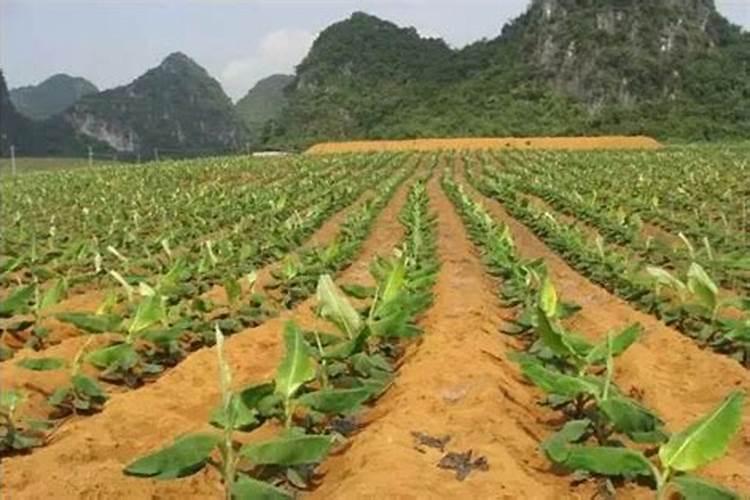 第一年葡萄小苗怎样施肥