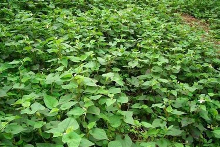 苜蓿地用什么肥料？