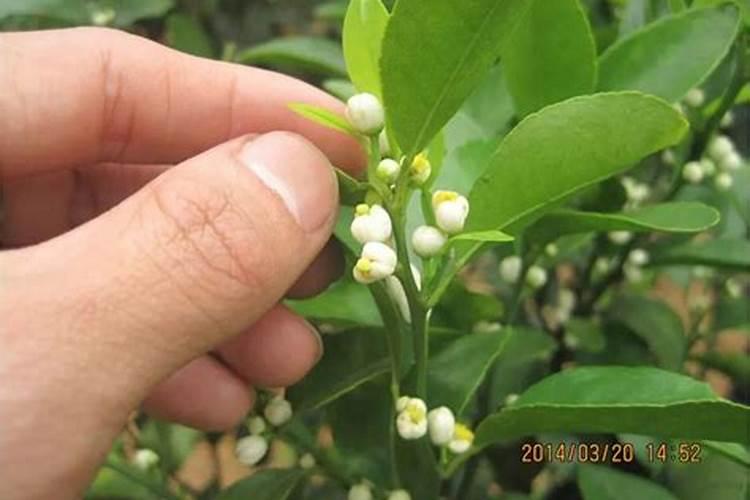有机氮肥化学式是什么？