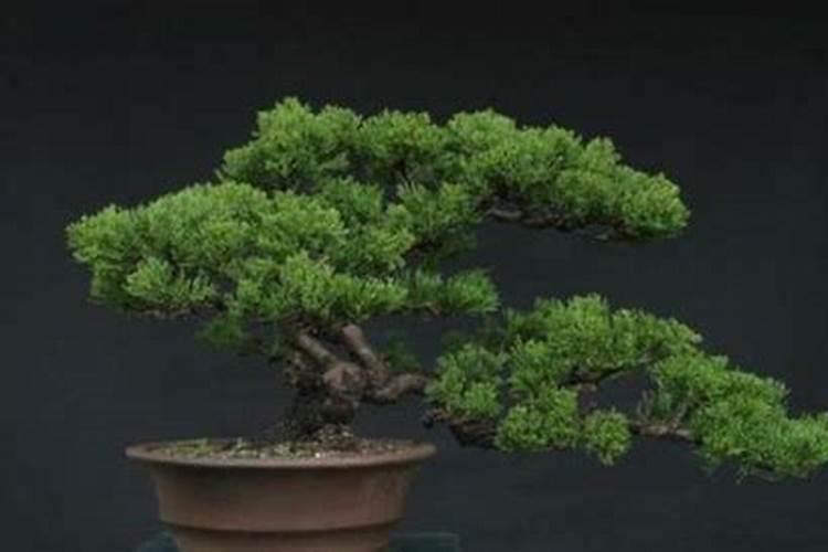 月季花施什么肥料较好