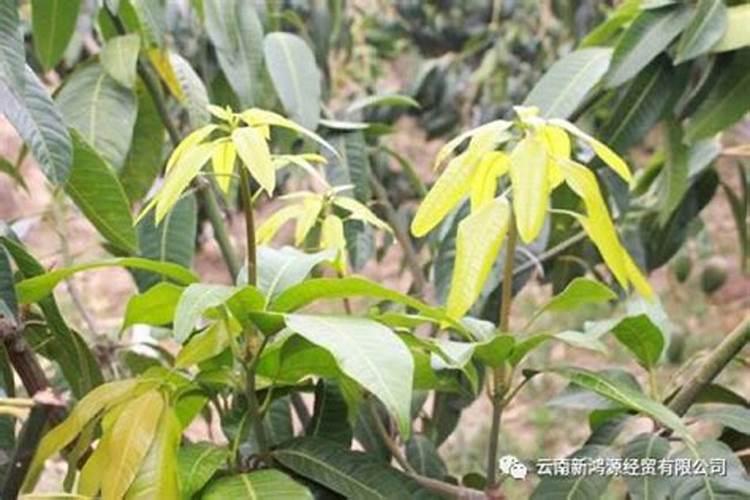 各位老师请教一下:芒果树冲梢用什么药来控比较稳