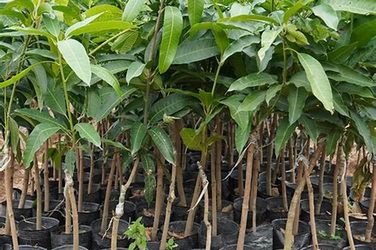 芒果幼树是如何定植施肥的？