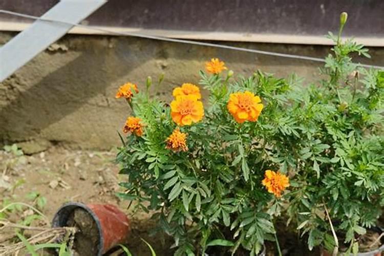 返家乡社会实践活动调查报告