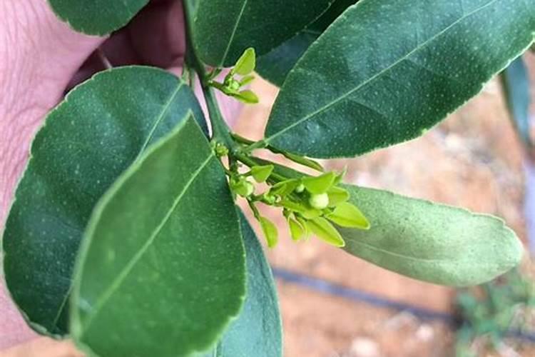 10公斤水溶肥,根施600倍,可配多少水？