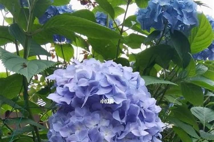 芦荟胶加上维c敷脸,每隔多长时间做一回才合适？