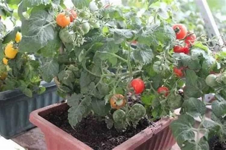 追肥用什么氮肥