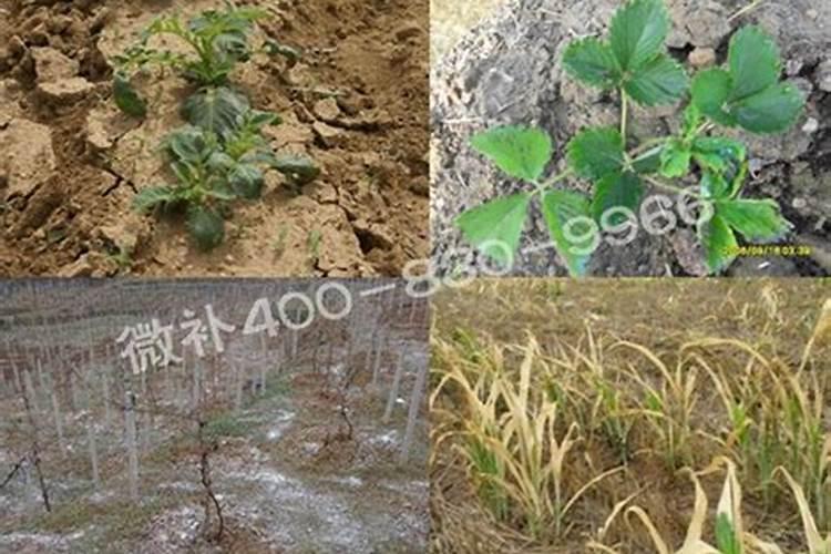 什么钾肥最好？哪生产