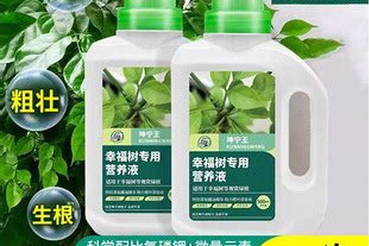 家庭养花要买什么肥料最好(自己在家种花适合的花肥)