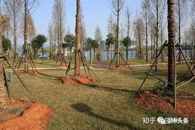 栽树用什么肥料好