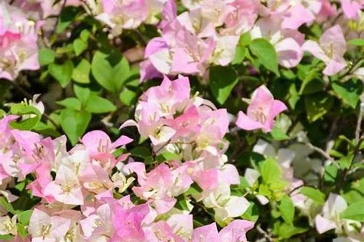 菊花开完花后怎么处理,高度的控制/摘心处理/剪枝