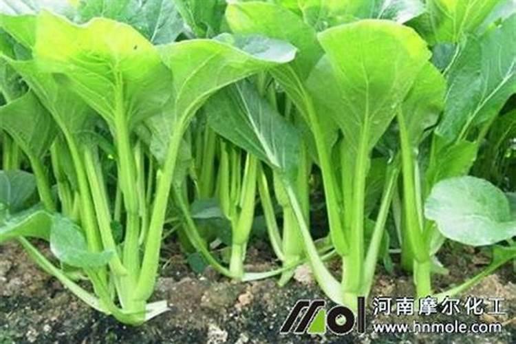 有机氮肥是什么