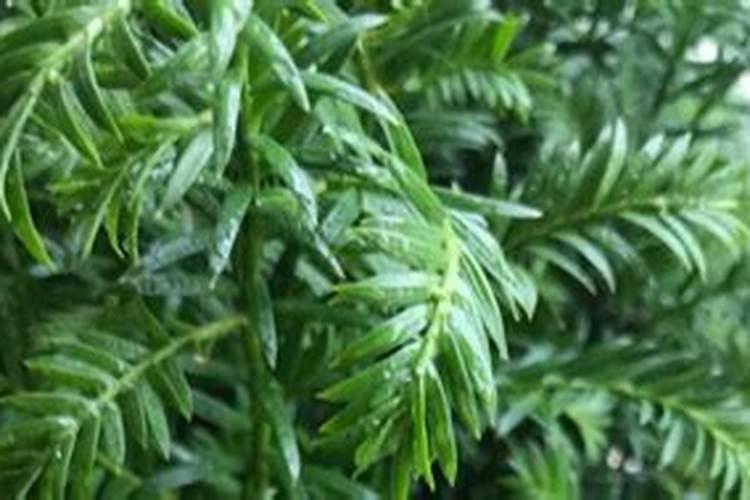 化肥会挥发吗？