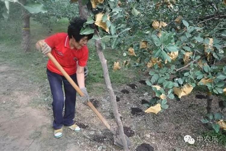 钾肥做基肥好还是追肥好