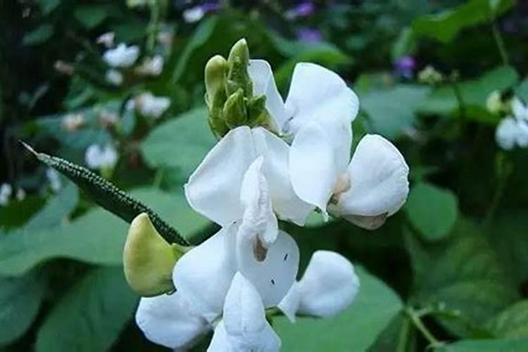 玉米补锌硼最佳时期