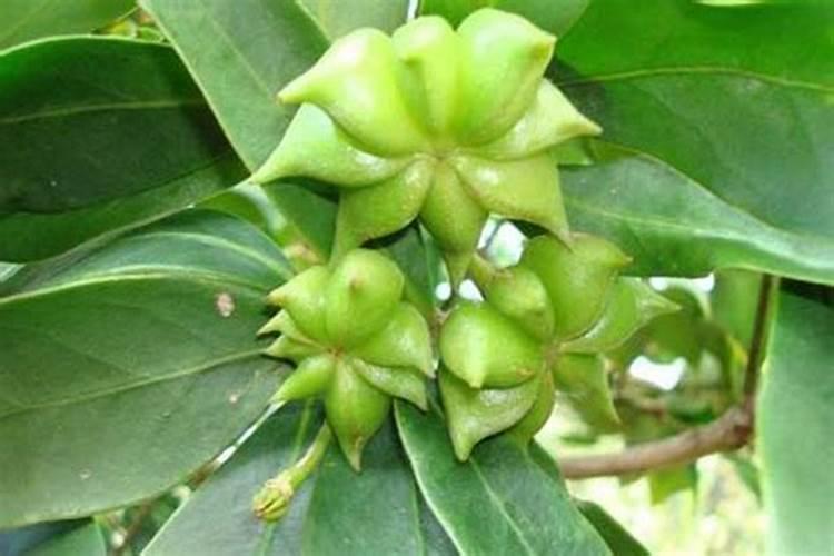 八角树种植几年可挂果