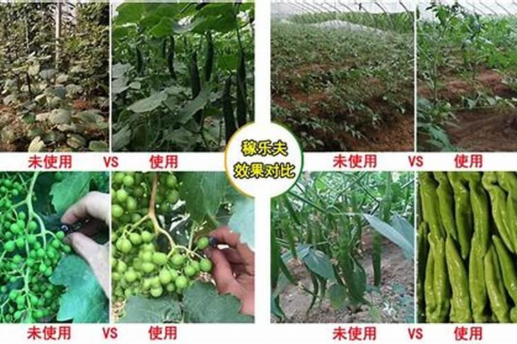 有机氮肥是什么