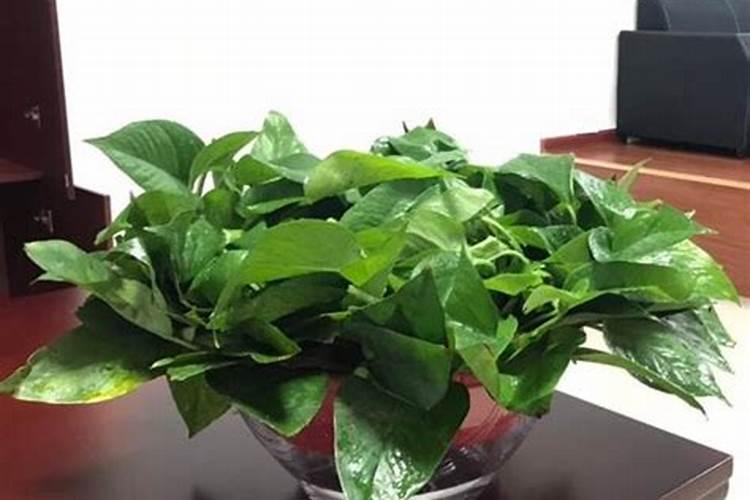 硝态氮是氮肥吗 适用于哪些农作物