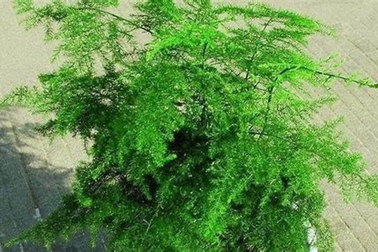 这80种花不施肥能养好就奇怪了