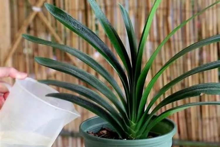 苹果树一年施几次肥 苹果树一年施多少次肥