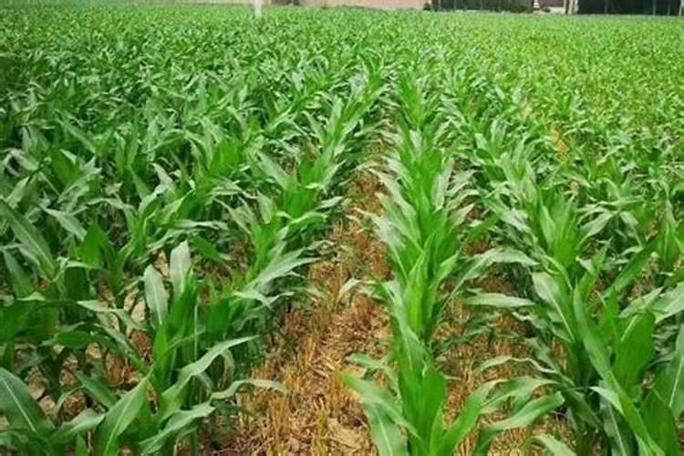 种植高粱怎么施肥方法