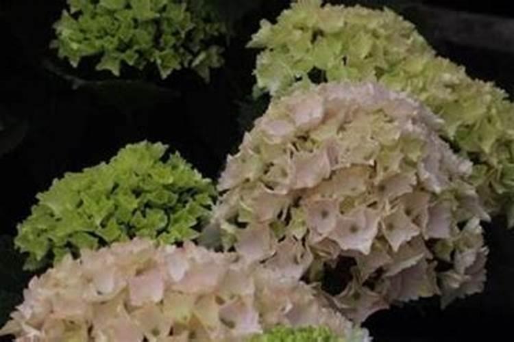 钙镁硼叶面肥200克喷洒白菜或萝卜可以多少棵？