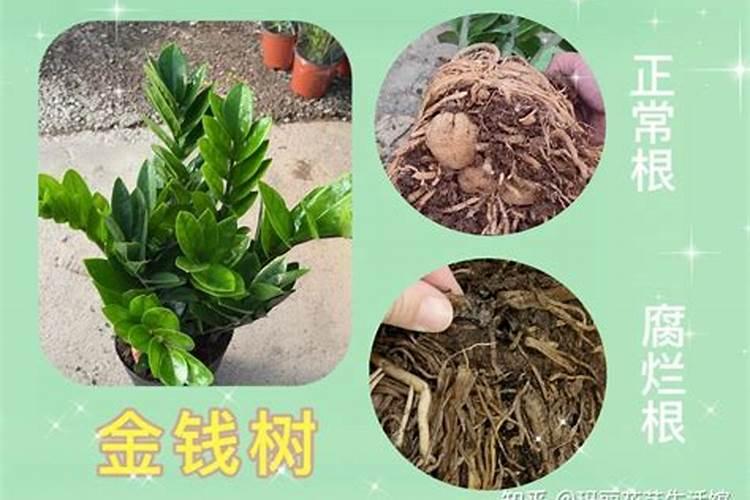 金钱树烂根了怎么办,金钱树烂根怎么补救