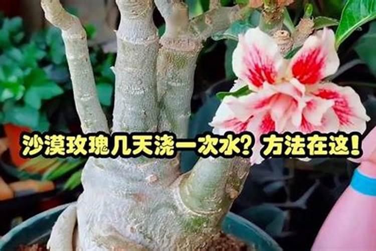 有机氮肥是什么