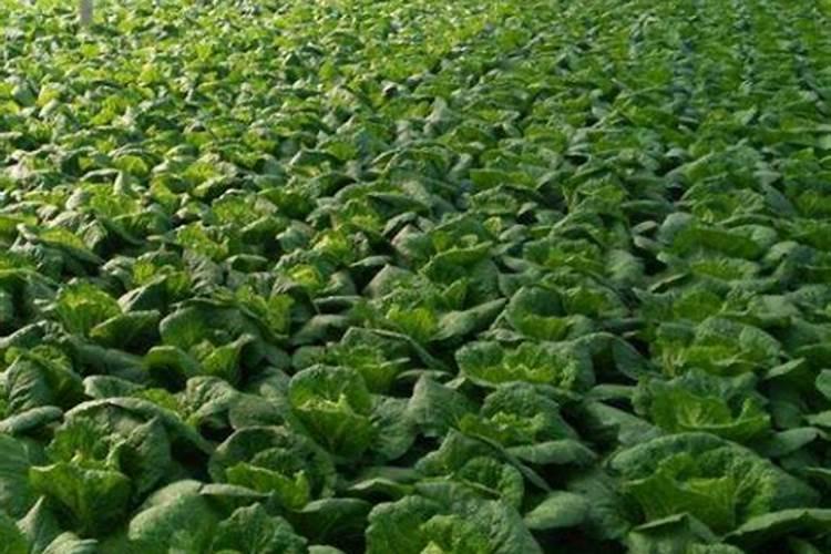 胡萝卜种植施肥技术要点有哪些 氮肥一半做基肥