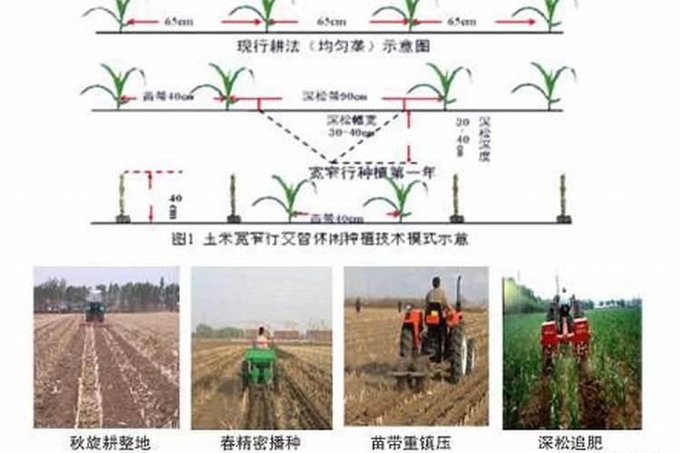 种玉米的行距和株距 种玉米需要什么肥料