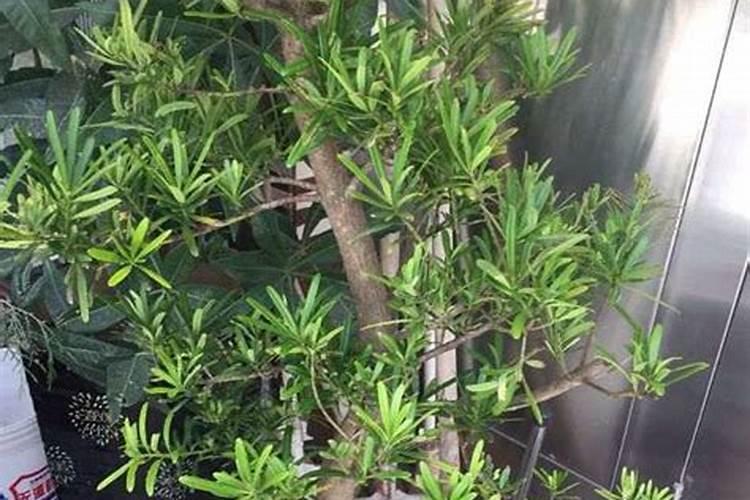 钙肥不能和哪些肥料共用