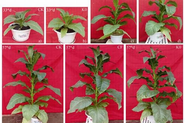 烟叶病虫害如何防治 烟叶挂灰原因及防止方法
