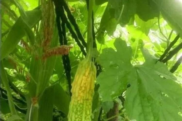 种植苦瓜能有怎样的经济效益？有哪些种植技巧吗？