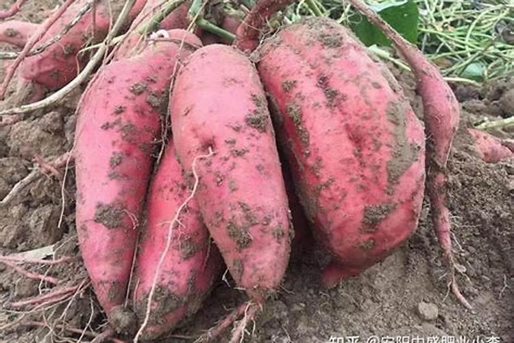 这三种肥料千万不要用,谁用谁吃亏