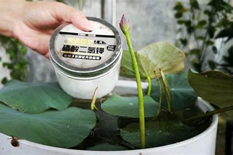 氯化钾和硫酸钾哪个好