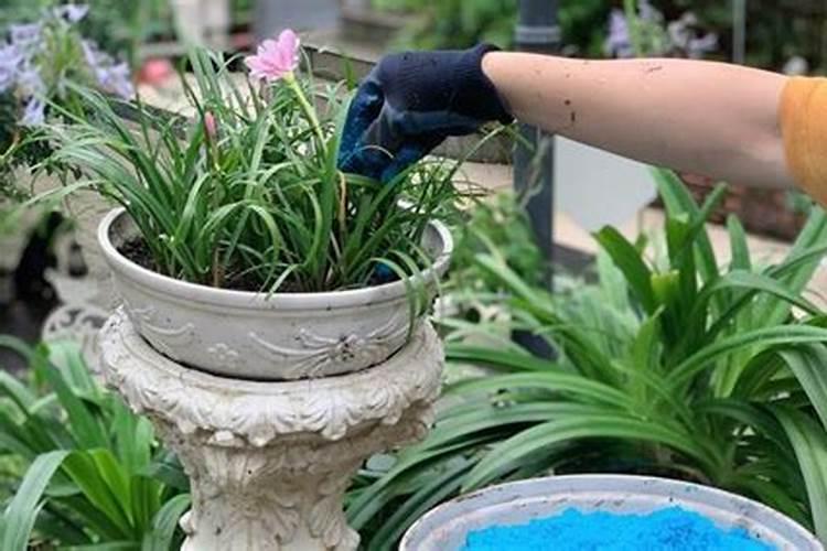 养花小常识:施肥五法