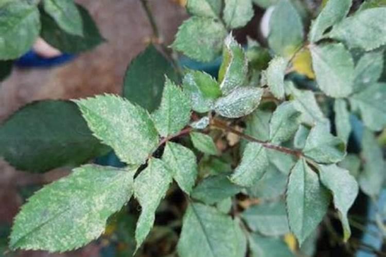 想知道:中国 喀什边贸口岸在哪？