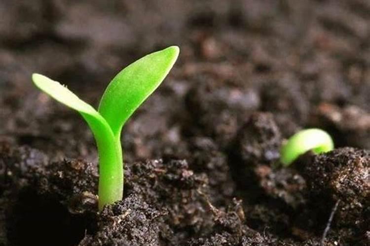 阳光玫瑰葡萄可以用农业用硝酸铵钙？