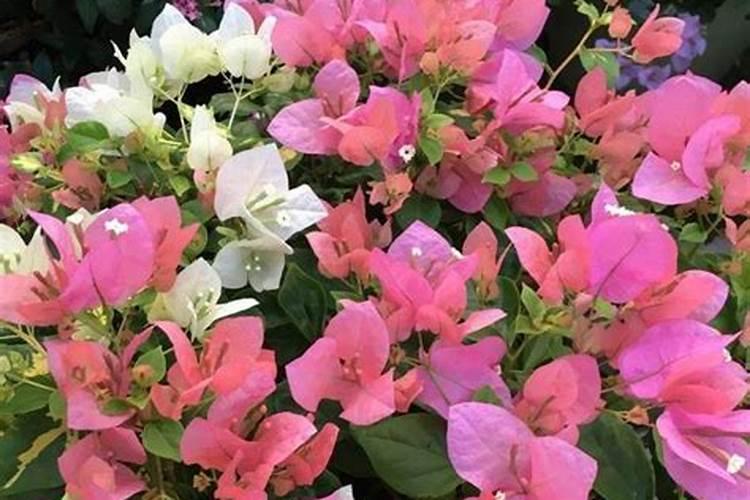 味道和气味的区别