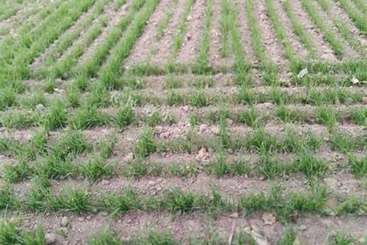 有机肥都有什么品牌啊