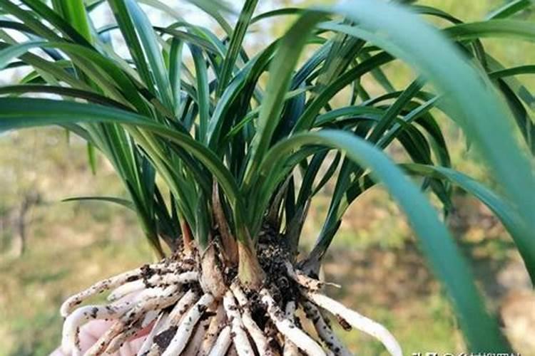 请问毛白杨幼苗地里用何种除草剂？