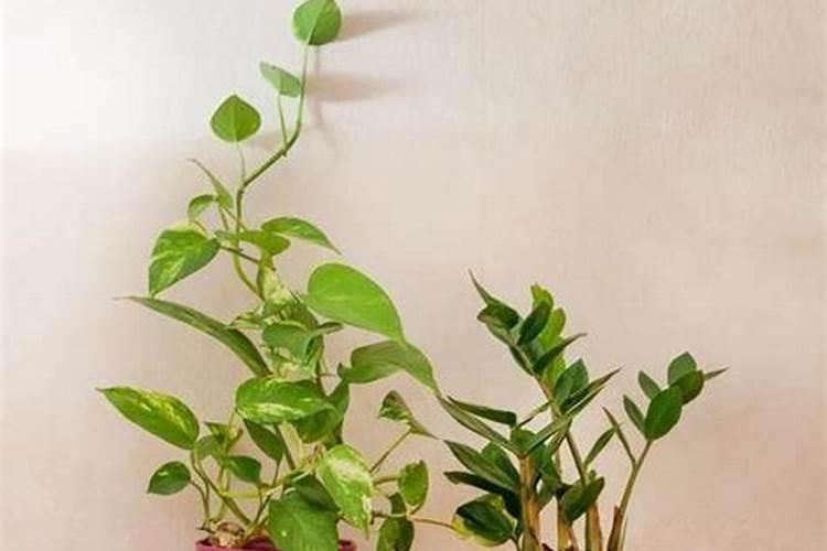 氮肥养花的作用及使用方法