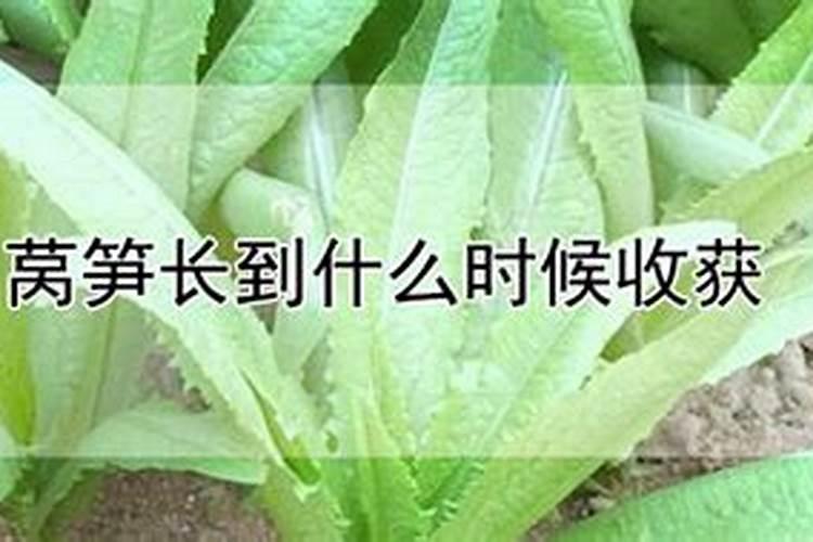 磷酸一铵的作用与功效