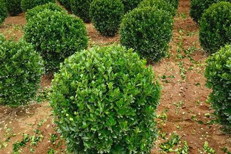 刚种下的种子可以打草铵膦吗？