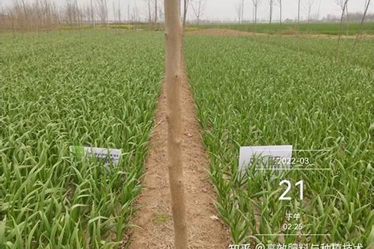 枇杷膨果期用什么肥料产量高？枇杷挂果期冲施什么肥料好？