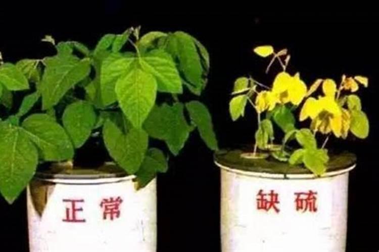 花卉缺肥的几种表现