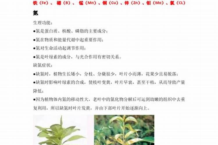怎么观察自己养的花缺少什么肥料