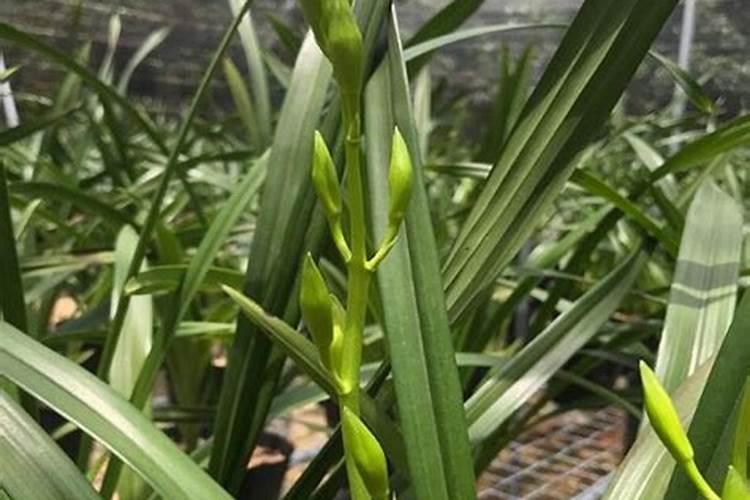 小麦高产水溶肥怎么用？合适的用量是多少