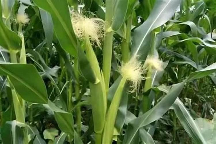 种蔬菜怎样施底肥